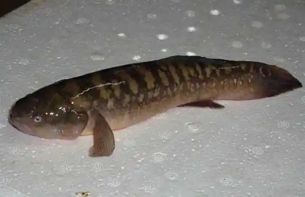 塘鳢鱼高产养殖技术