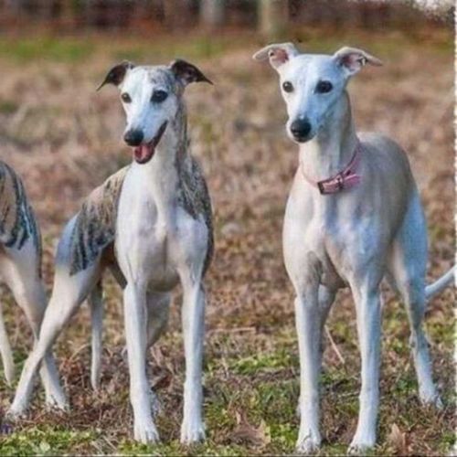 格力犬活体犬灵缇犬抓兔犬惠比特纯种细狗幼犬猎兔犬支持视频选狗