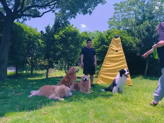 带你一起看看宁波宠物训练学校基地