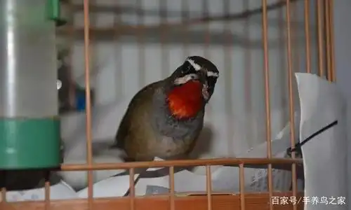 红靛颏鸟儿近观,献给爱鸟的人们!