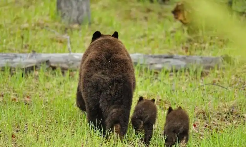 保护秦岭秦岭野生保护动物黑熊