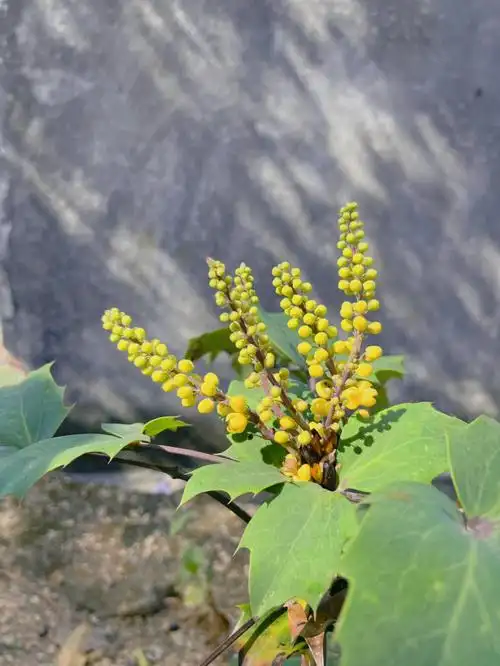 hins自然说266766阔叶十大功劳