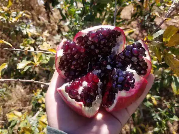 黑美人石榴苗 基地直销现挖现发包成活包品种量大从优后期免费提供