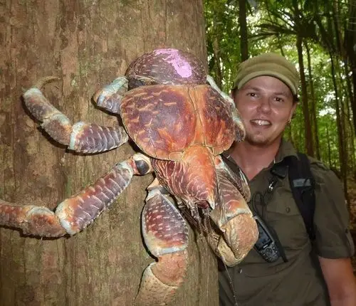 什么虫是世界上最大甲虫?