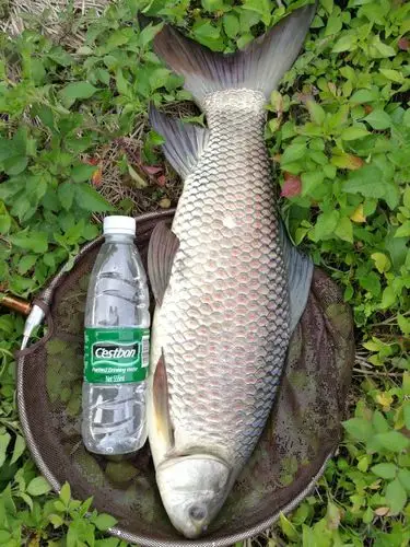 6.5斤的泰国鲮,手抽筋喔!