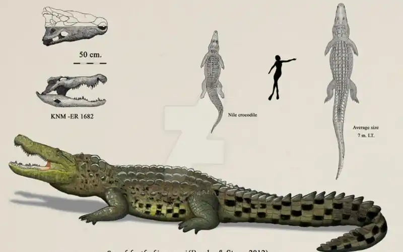 古生物科普17:瑟布贾纳森鳄