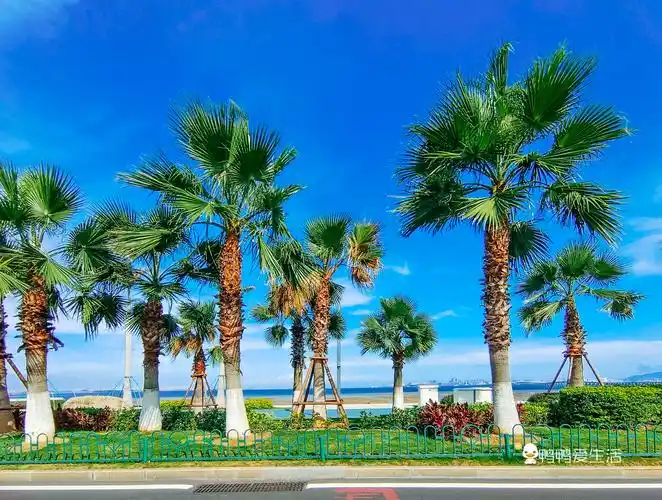 沿途种上了高大的椰子树,颇有东南亚热带风情,尤其在蓝天白云下美不胜