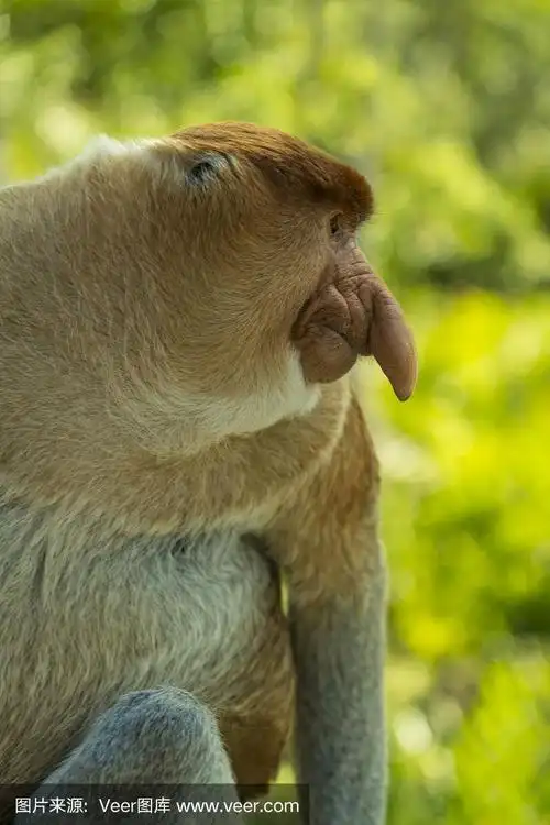 雄性长鼻猴特写
