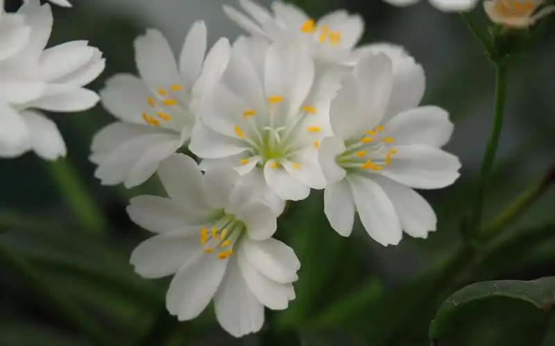 盛开的露薇花高清桌面壁纸