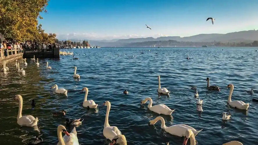 2023苏黎世湖游玩攻略,你打开铁柜发现我的思念开始.【去哪儿攻略】