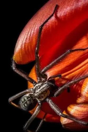 昆虫蜘蛛红色的花黑色的背景