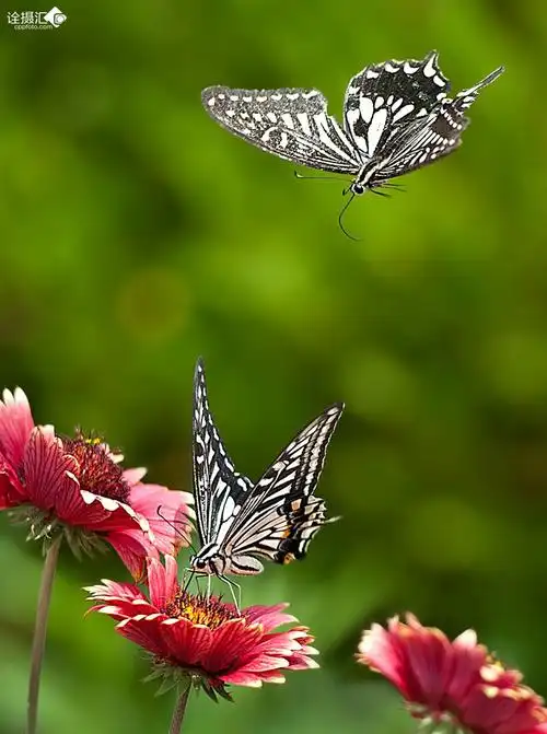 两只蝴蝶