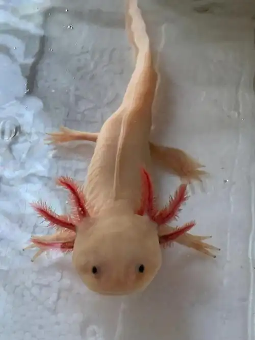 前几天喂小鱼给六六吃,就没喂红虫.