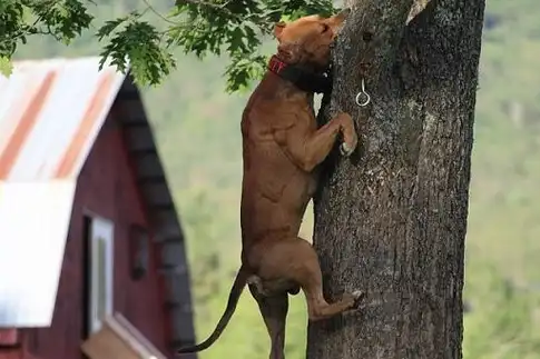 城市颁布"限狗令"限制饲养猛犬,限制也是一种保护,你同意吗?