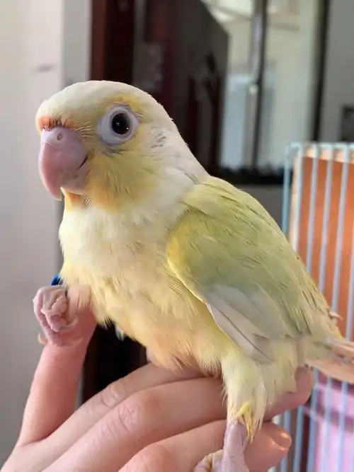 带标识月亮好奶 好温柔啊啊啊#月亮  #小太阳鹦鹉