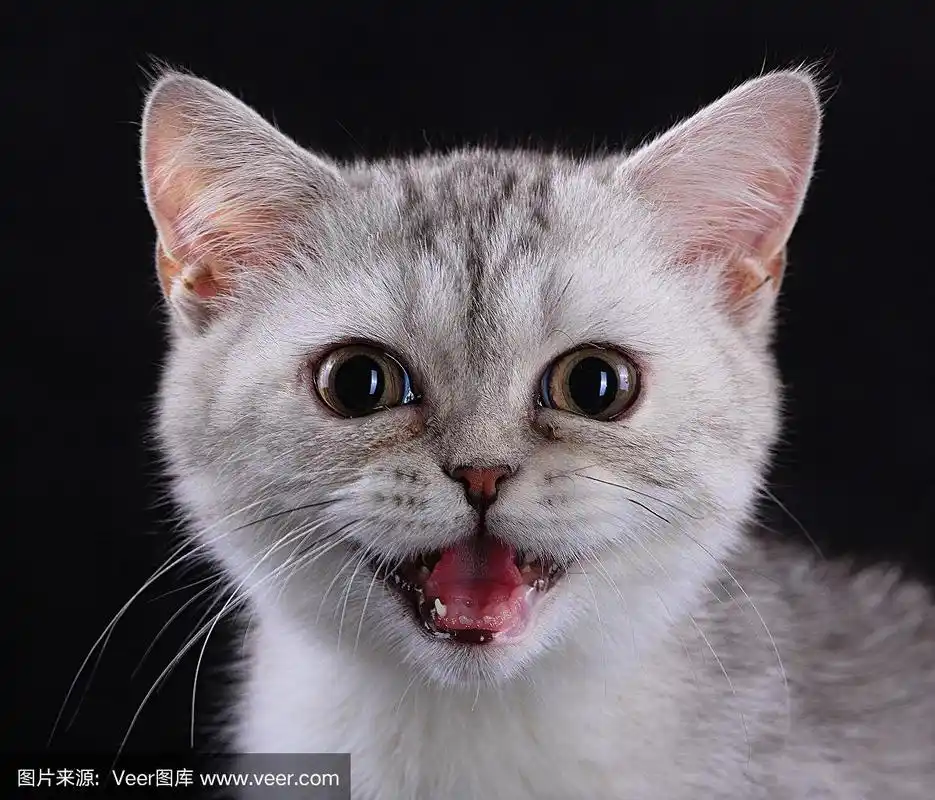 张大嘴巴的小猫