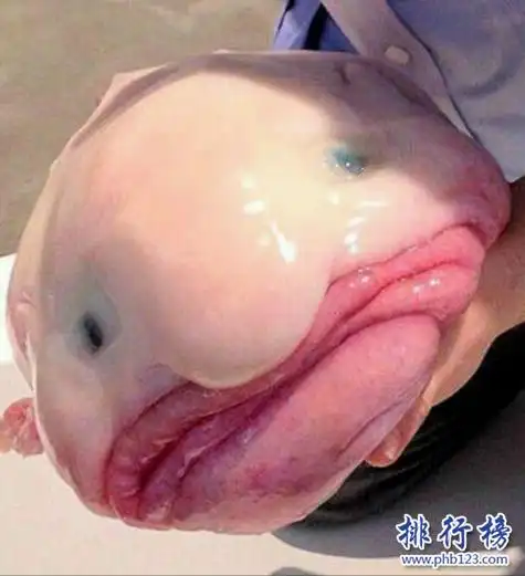 世界上丑的鱼水滴鱼丑到没朋友也是全世界表情最忧伤的鱼