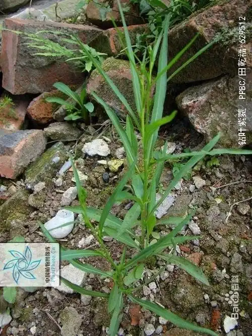 展开全部 菊科钻叶紫菀钻形紫菀