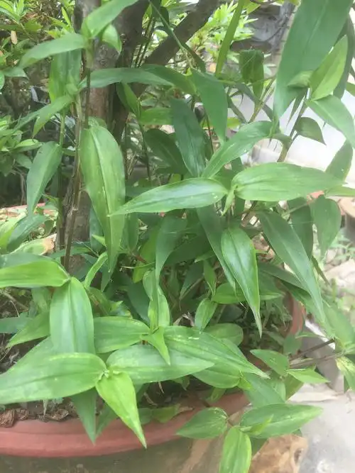 我们的百草园(25):鸭跖草