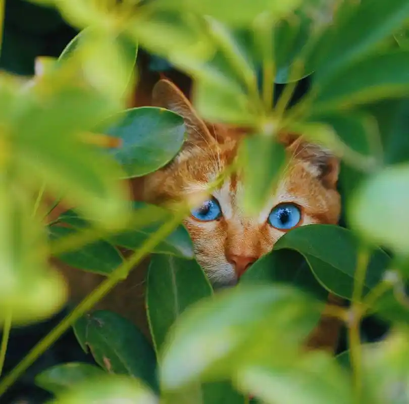 公园偶遇橘猫,走近一看却被惊艳到,蓝眼睛的橘猫还是第一次见