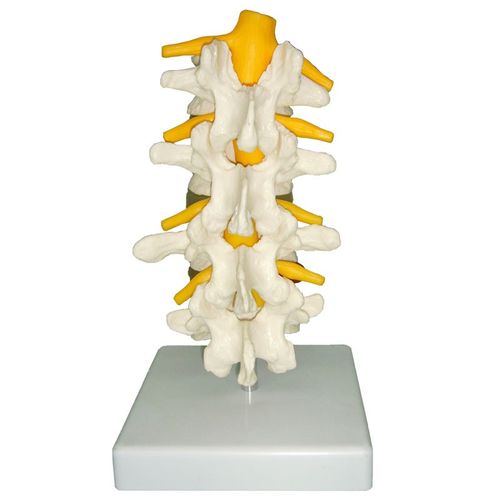 正常人体腰椎组合 腰椎模型 脊椎 脊柱模型 腰椎附椎间盘模型 二节 三