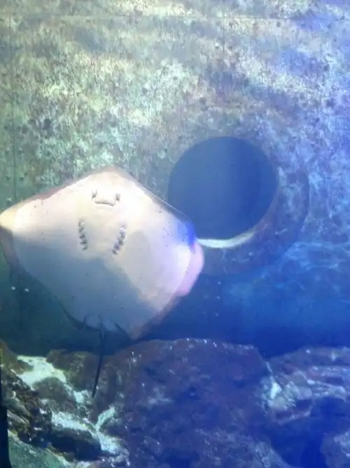 人脸鱼  模样奇特