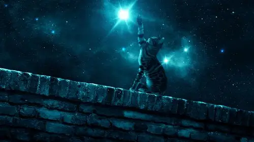 wallpaper cat, starry sky, night, stars, paw