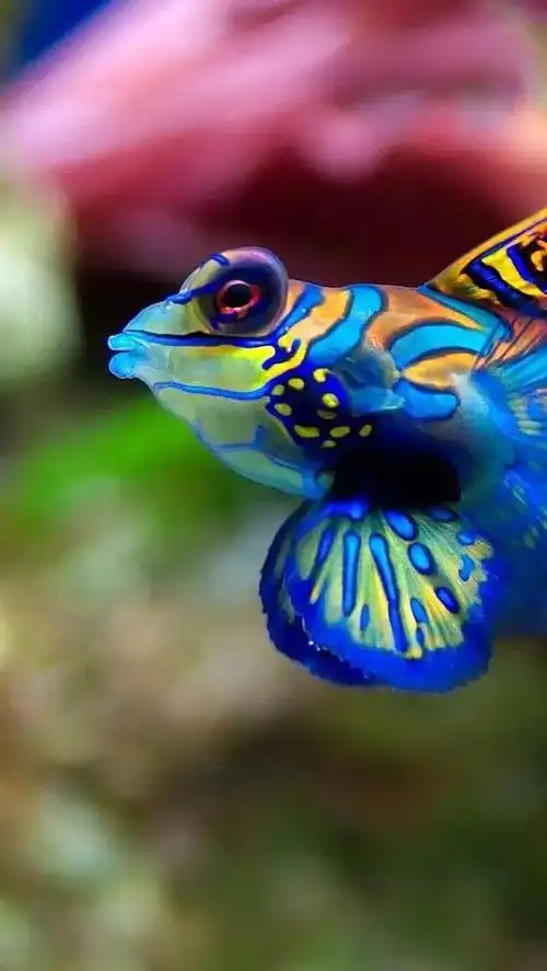 最美36张神仙鱼照片