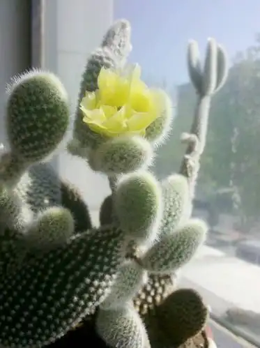 盆栽白毛掌开花图片