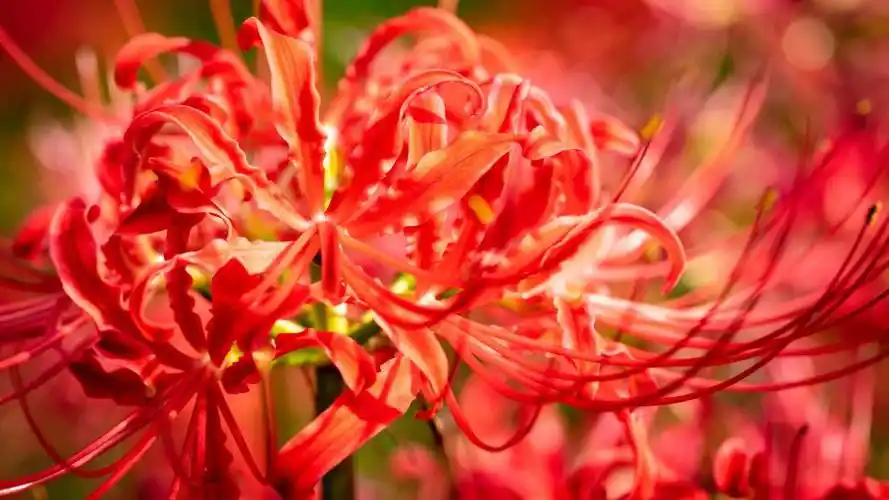 鲜红无比的彼岸花,高清壁纸图片,鲜花背景-回车桌面