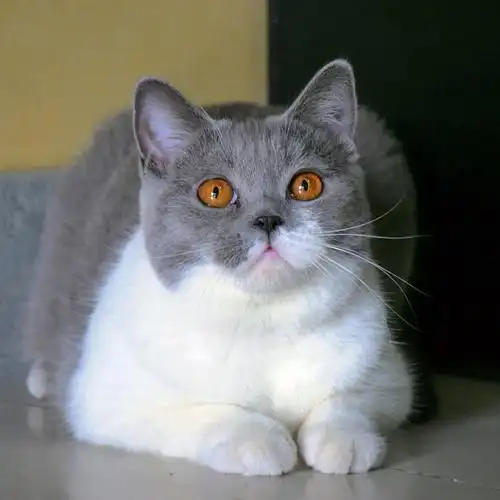 自带琥珀色美瞳的喵星人