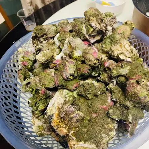 谁吃过藤壶本壶