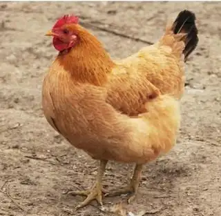 肌肉熊武土鸡三黄鸡约620克只