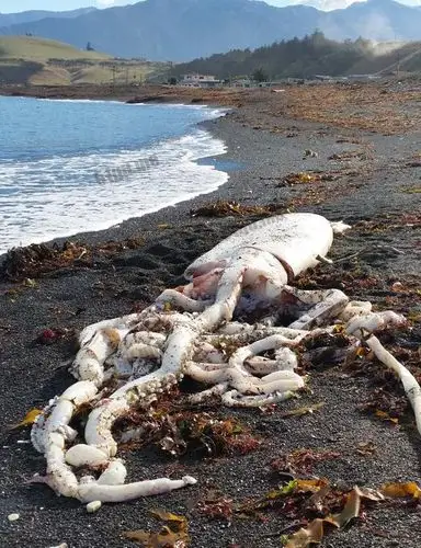 新西兰海岸现巨型大王乌贼