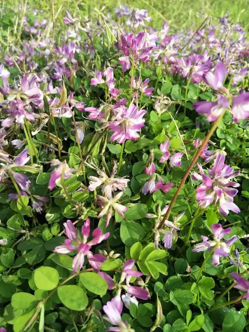 又见草籽花(手机随手拍) - 美篇