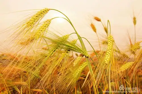 麦浪滚滚(原创图文)