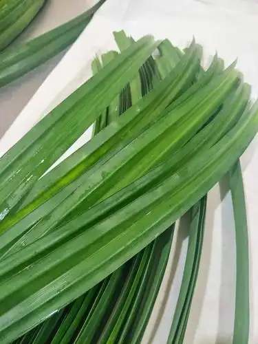 斑斓叶经过专业的榨取,原汁出来啦!颜色浓绿,带着一股清香的味道.