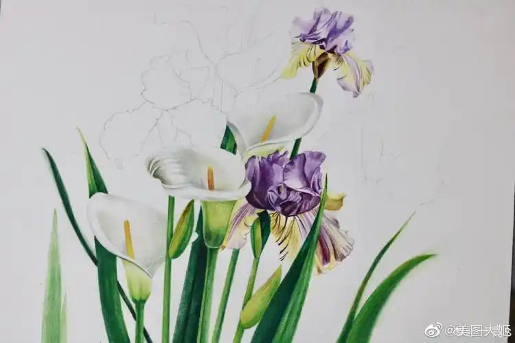 彩铅画手绘作品花卉作者一青s