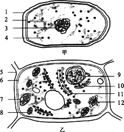 下面是两类细胞的亚显微结构模式图,请据图回答