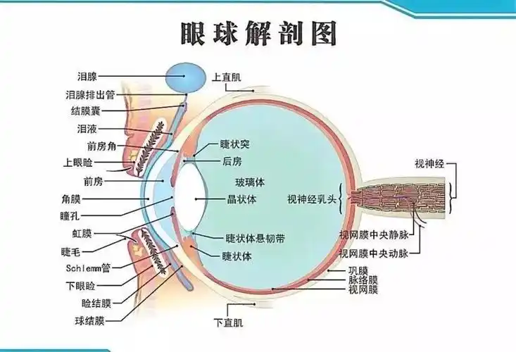 眼球的解剖结构及功能 - 简书