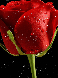 可以说,在世界范围内,玫瑰是用来表达爱情的通用语言.