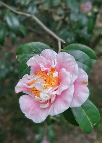 风韵犹存花五宝茶花