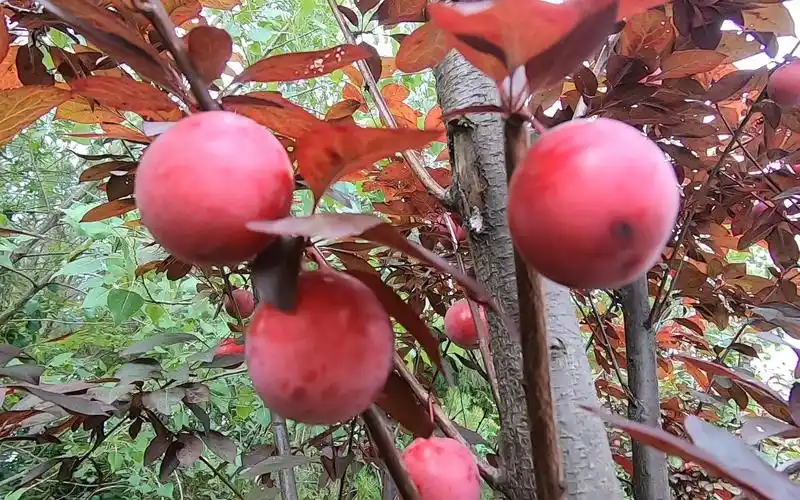 公路旁红色李子树结出红色的果实,可以免费摘来吃,不知什么品种