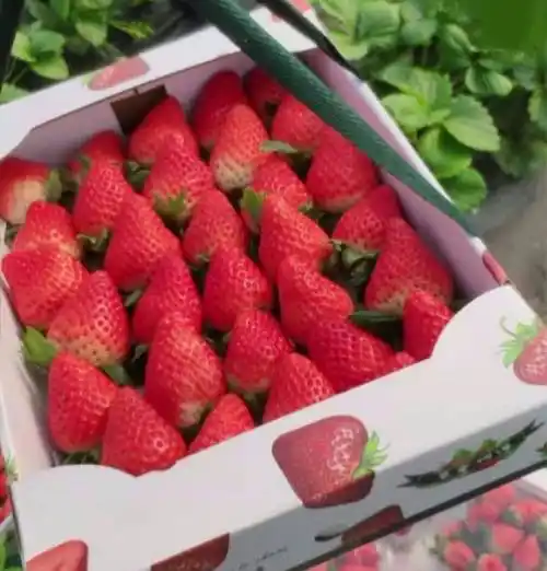 怎样使草莓既好看又好吃价格还一路飙升