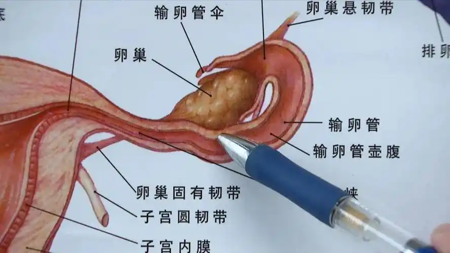 【要么怀不上 要么怀了……4个】医生严重警告_输卵管
