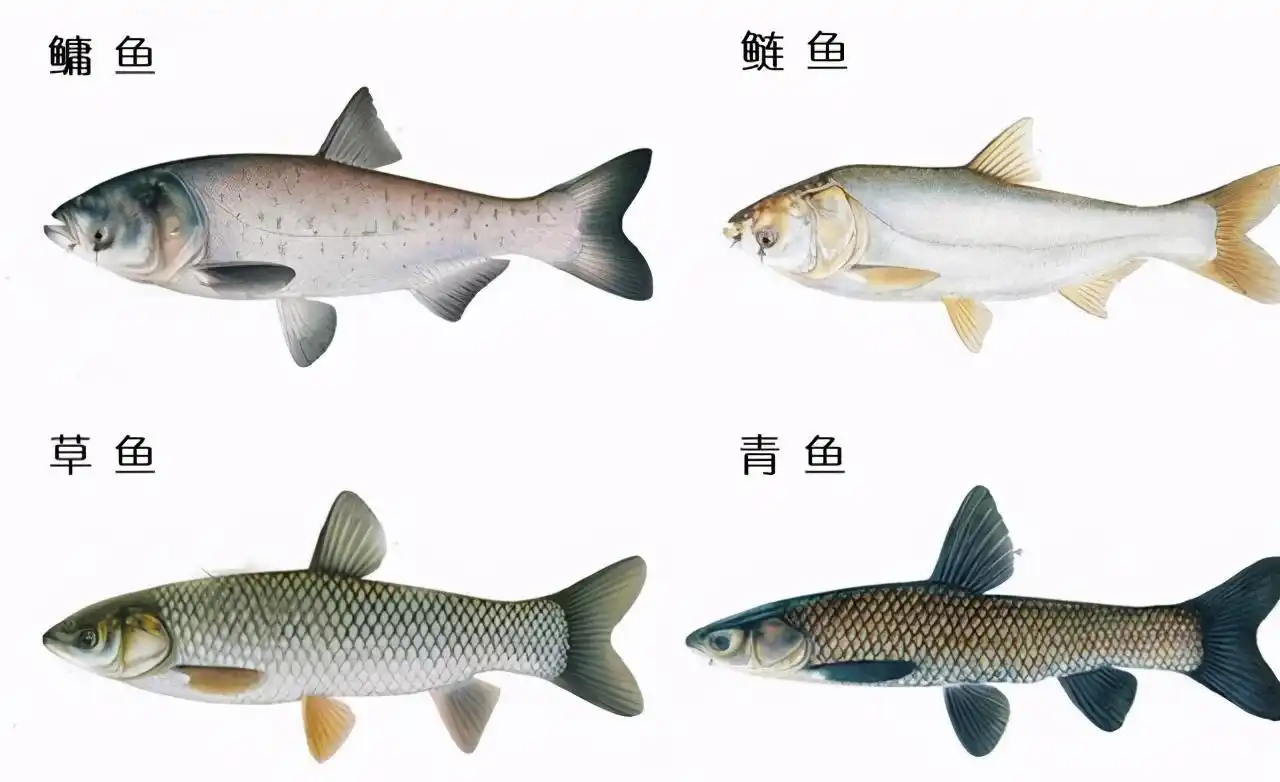 拦坝20多年的三峡水库已是鱼的天堂水库里的鱼最大有多大