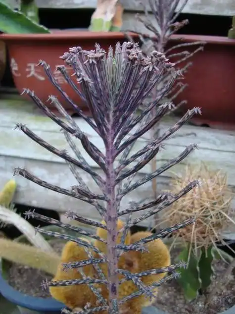 展开全部 你好,这是棒叶落地生根 科:景天科(crassulaceae) 向左转