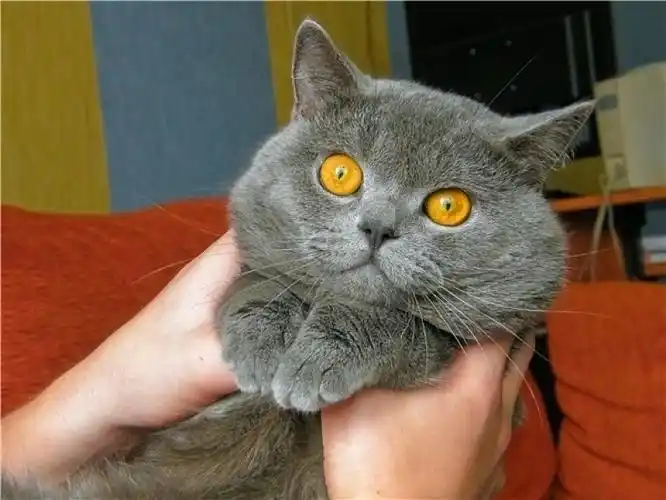 英国,蓝色,猫,琥珀色,眼睛_高清图片_全景视觉