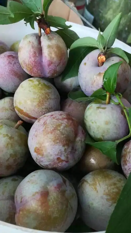 正宗三华李5斤-翁源三华镇