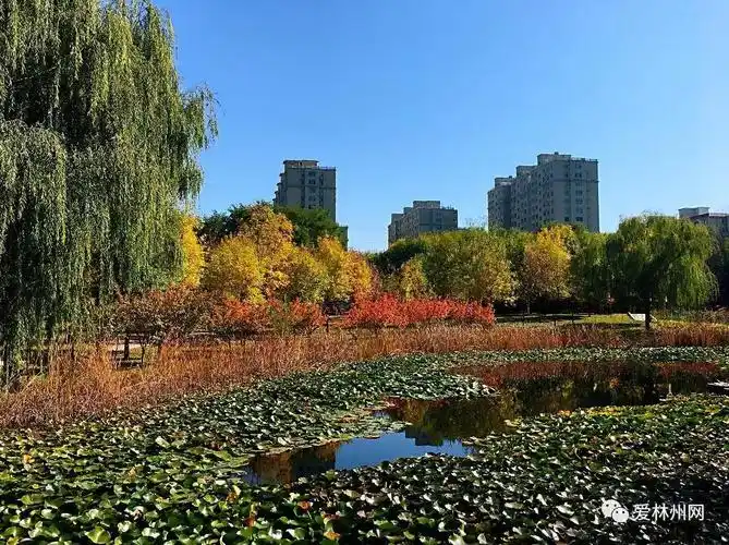 林州人民公园金秋醉 满树黄金迎客来_爱林州网